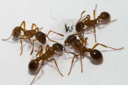 Уничтожение муравьев   в Клине 