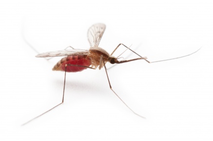 Уничтожение комаров   в Клине 
