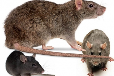 Уничтожение крыс в Клине 