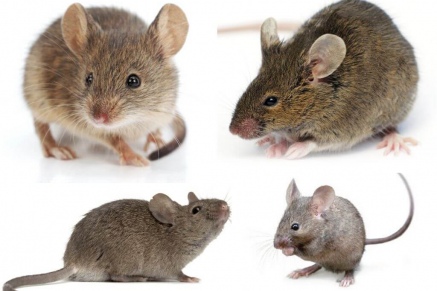 Уничтожение (дератизация) мышей   в Клине 